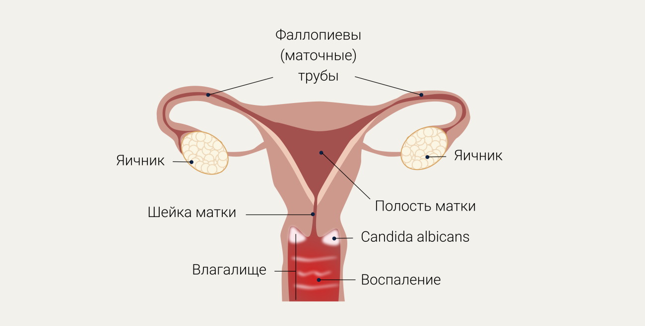 Яндекс письки женские письки с выделением (61 фото)