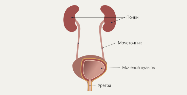 органы мочевой системы